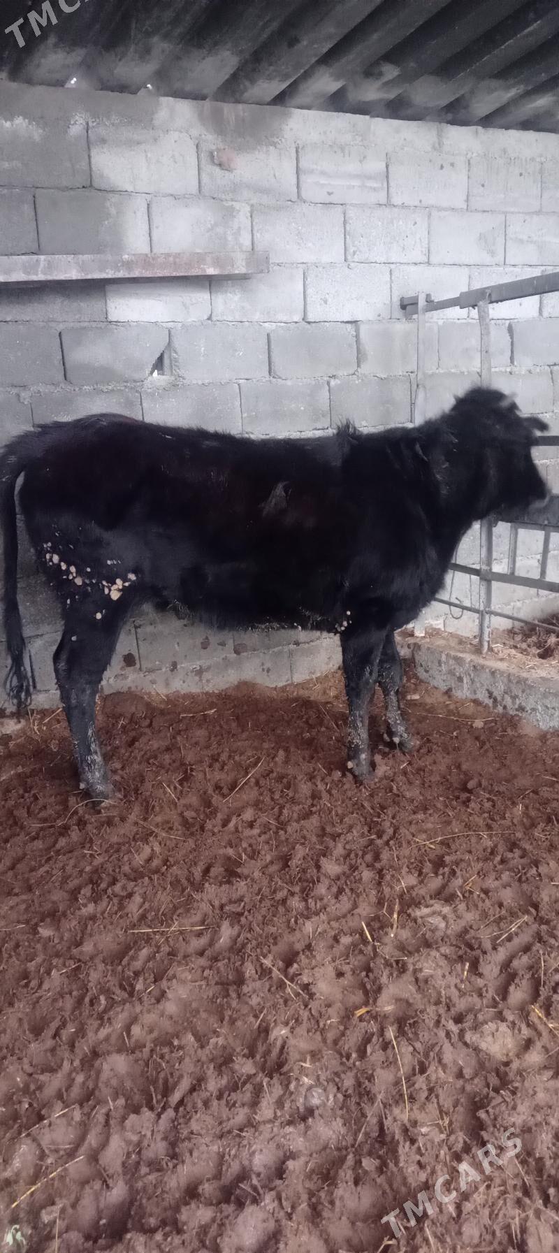 Tuwe imde duran - Gökdepe - img 1