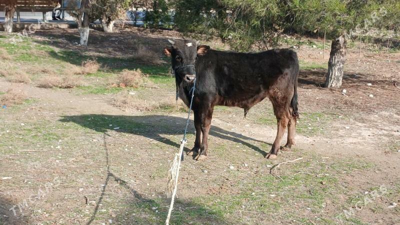 okuz - Ашхабад - img 1