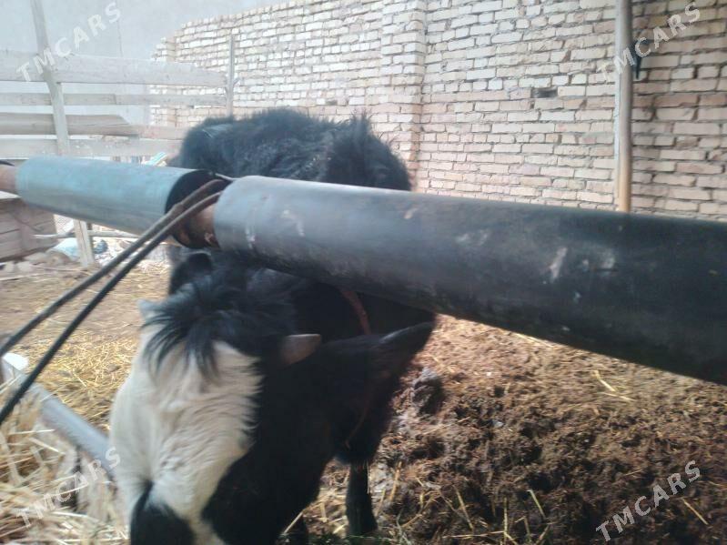 пародну унаджынлар - Туркменабат - img 1