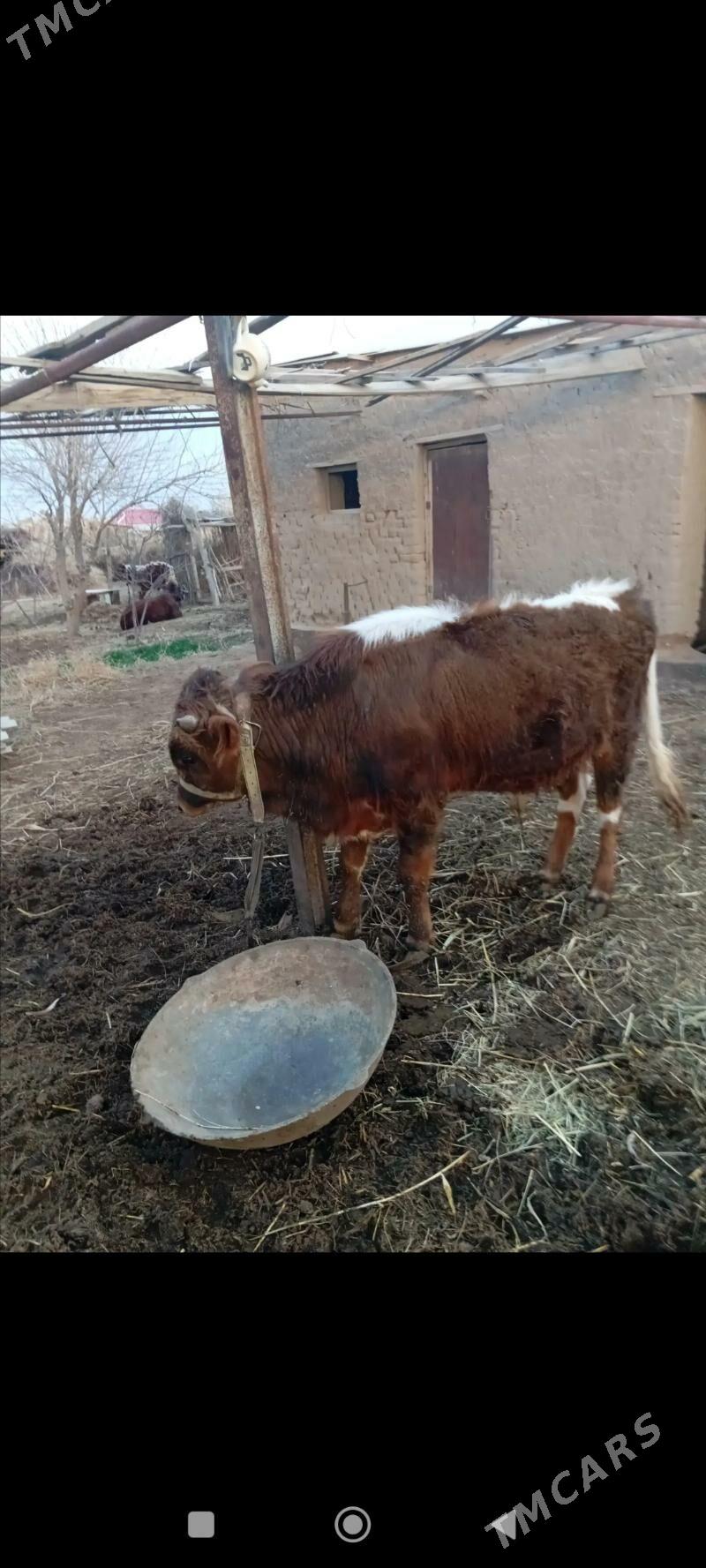 öküzçe - Ýolöten - img 1