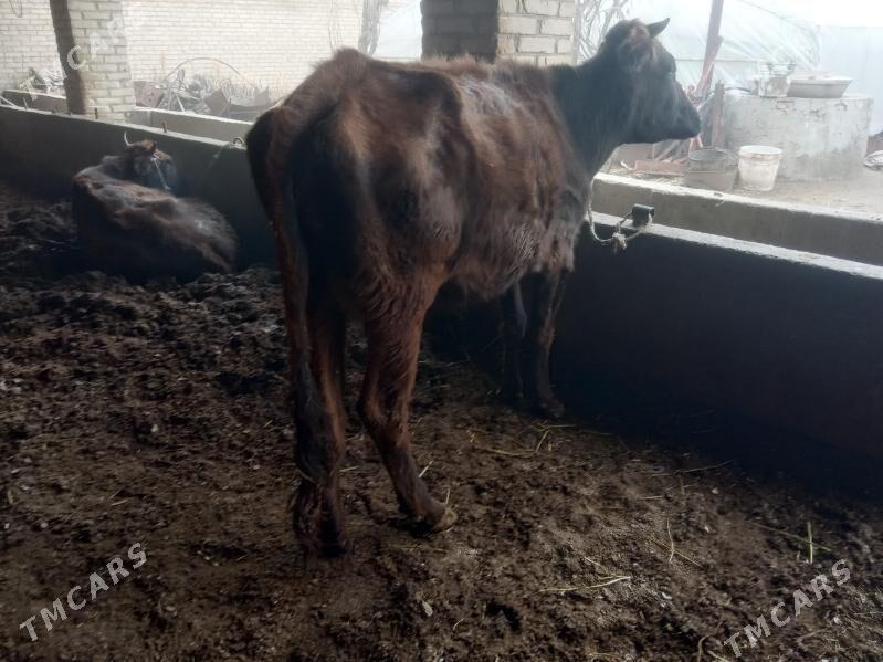 goleli sygyr - Sakar - img 1