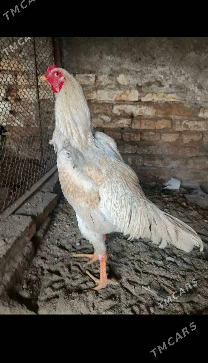 ÖZBEK - Türkmenabat - img 1