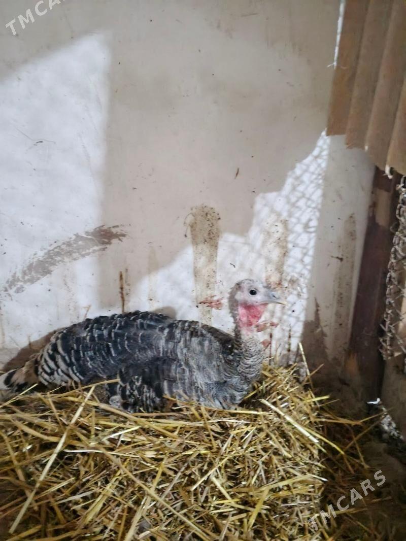 kurk indug - Daşoguz - img 1