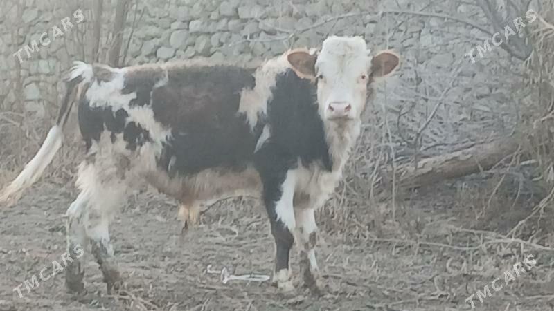 TOHUM OKUZ - Бахарден - img 1