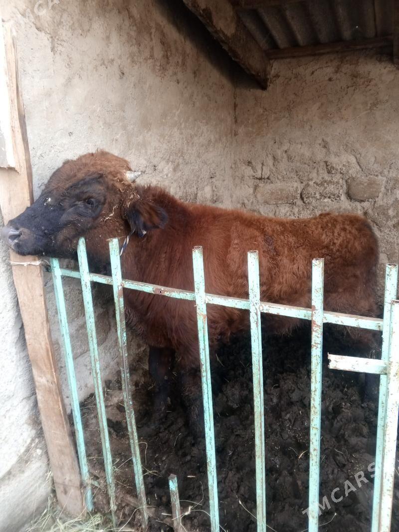 Okuz tuwe - Ашхабад - img 1