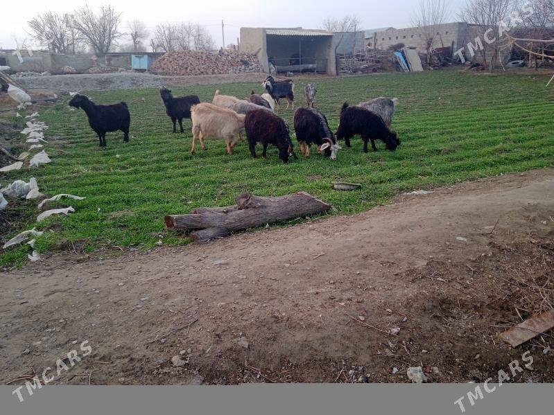 geci - Bäherden - img 1