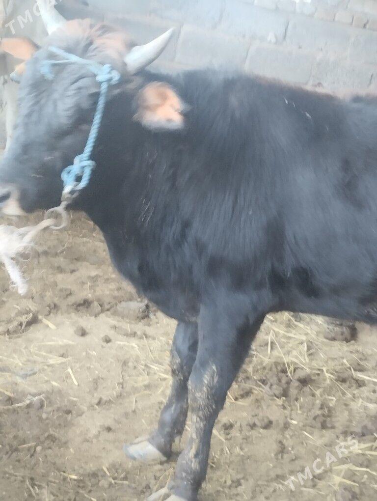 Okuzler - Türkmenabat - img 1