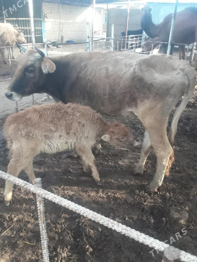 Goleli sygyr - Бабадайхан - img 1