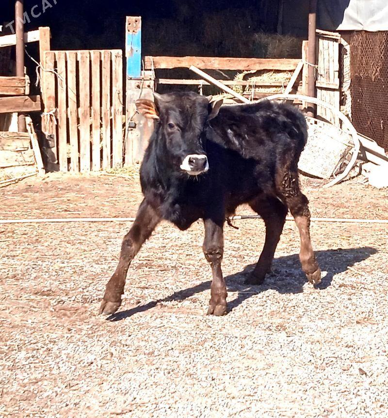 sifes okuz - Ашхабад - img 1