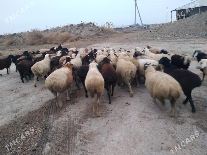 ак гойунлар - Çärjew - img 1