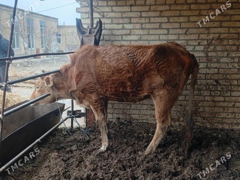 unajyn - Türkmenabat - img 1