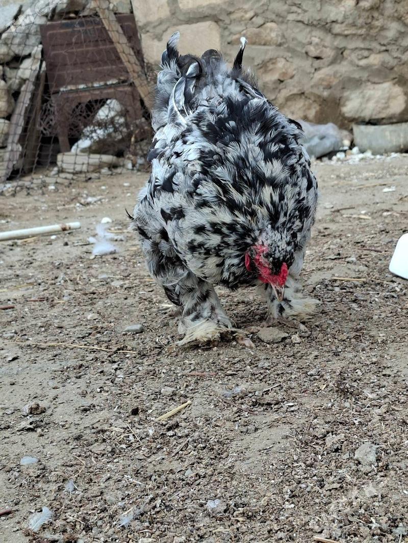 brama - Jebel - img 1