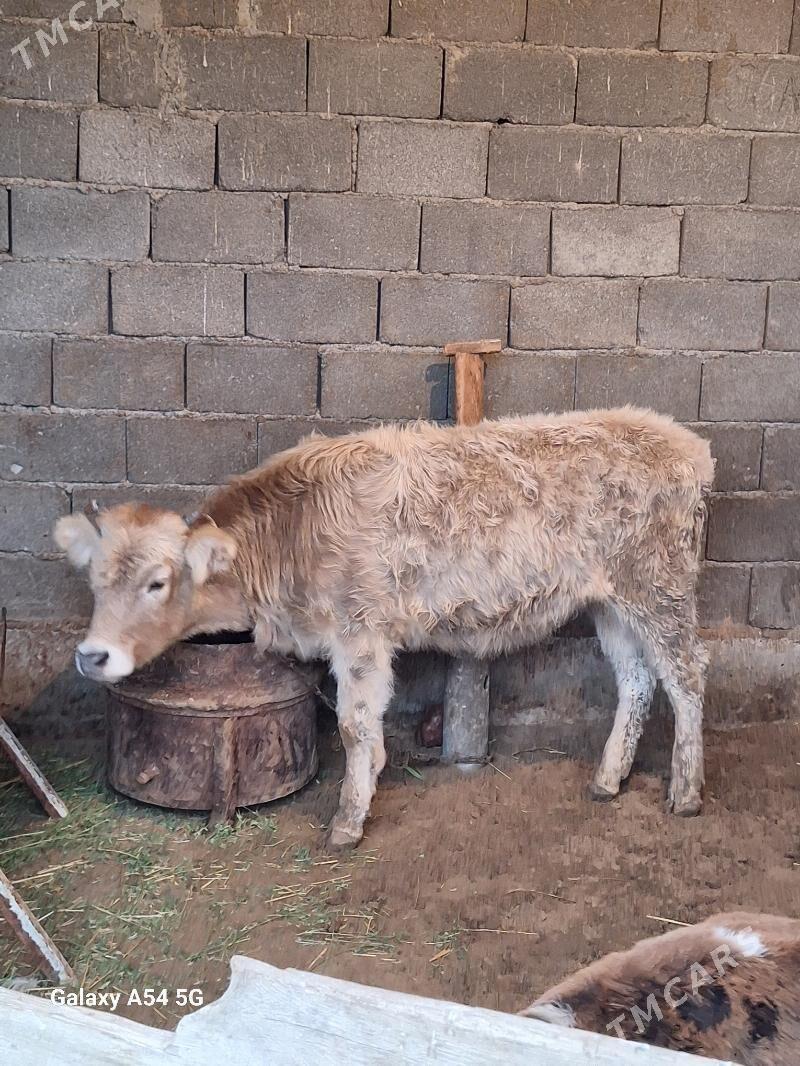 2 sany tuwe - Gökdepe - img 1