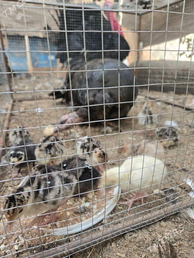 induk juje - Мары - img 1