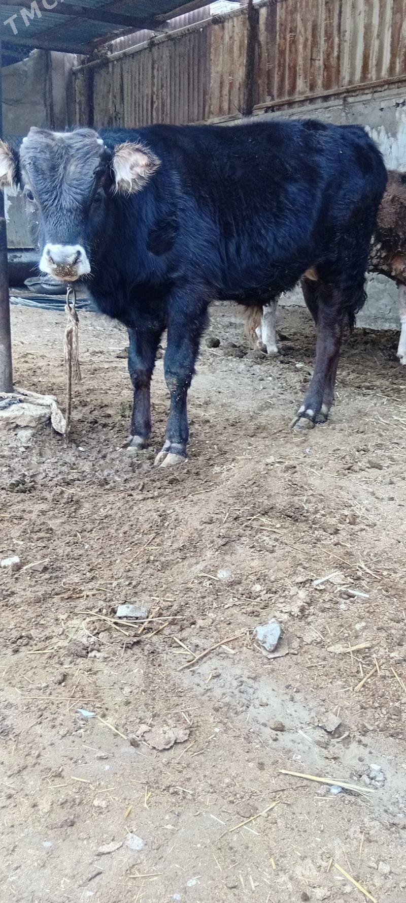 siwes öküz - Bäherden - img 1