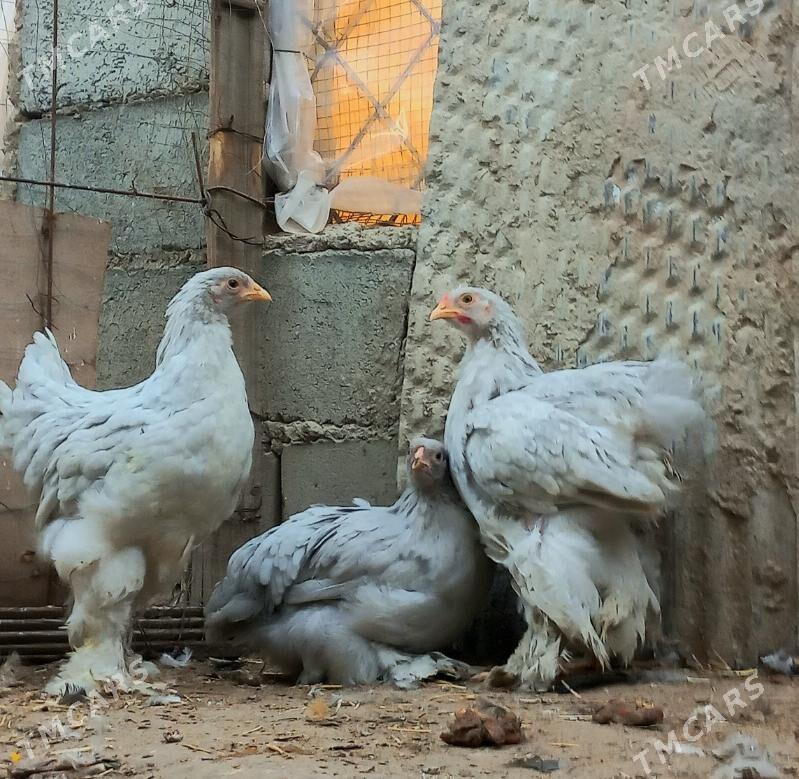 Brama juyje - Балканабат - img 1