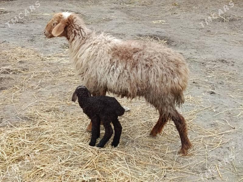 Guzyly Goyun - Гёкдепе - img 1