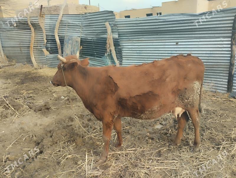 saglyk sygyrlar - Farap - img 1