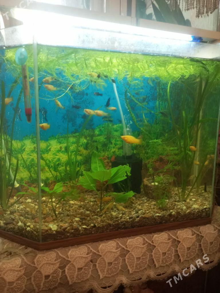 Рыбки - Aşgabat - img 1