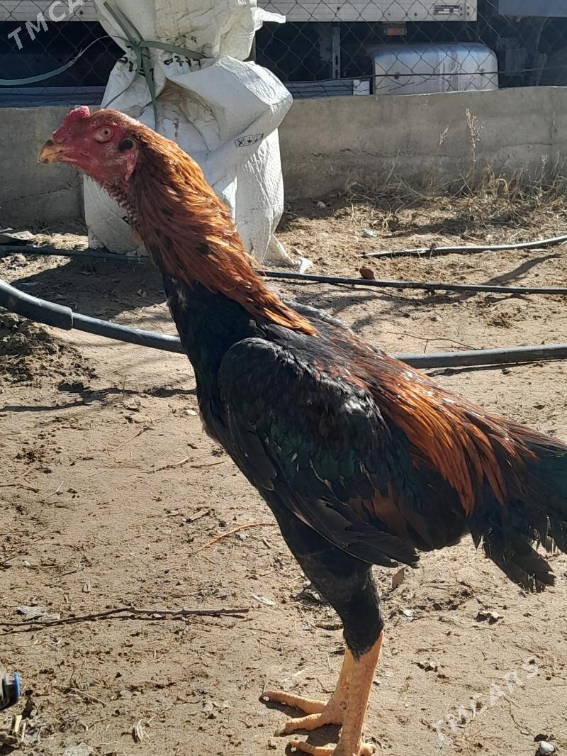 Horaz tasgent - Ашхабад - img 1