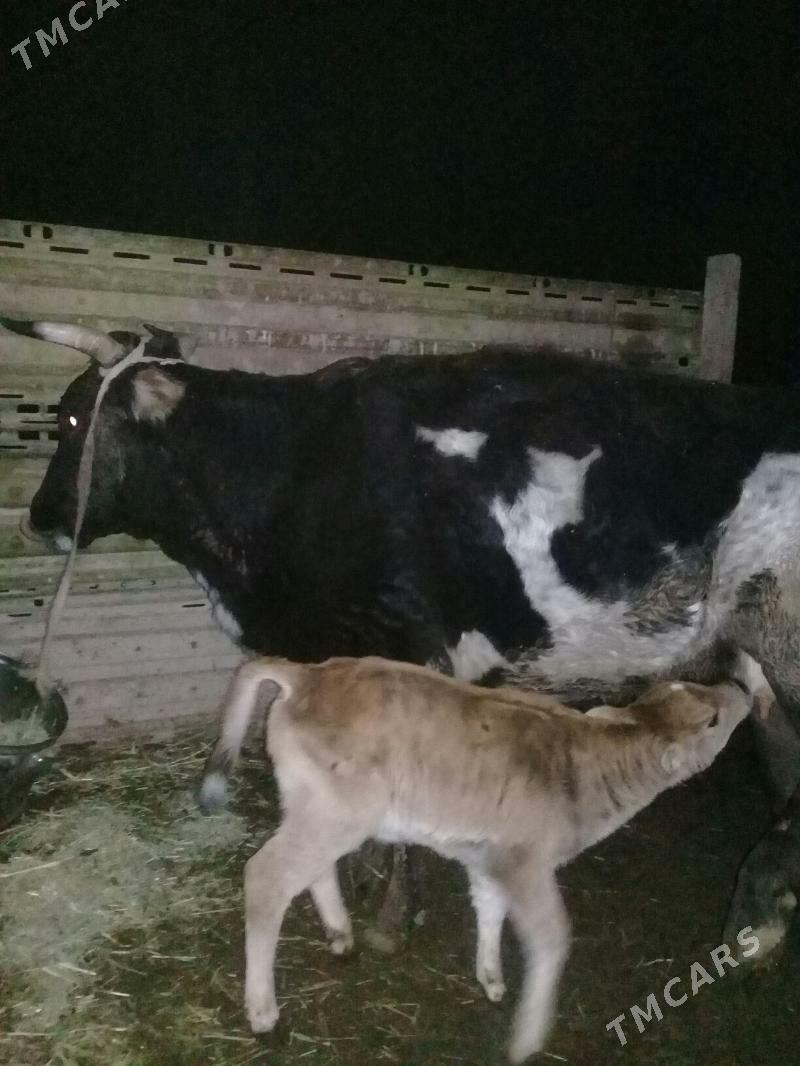 golelı sygyr - Гызыларбат - img 1