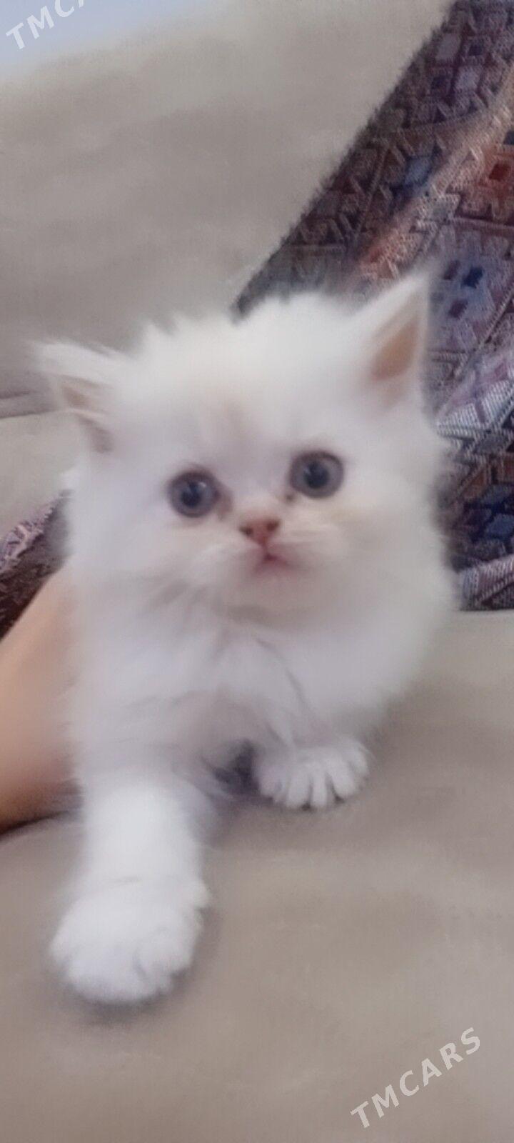 Персидский котята - Фарап - img 1