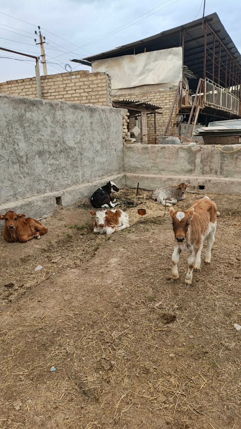 göle oküzce gulajyn - Векильбазар - img 1