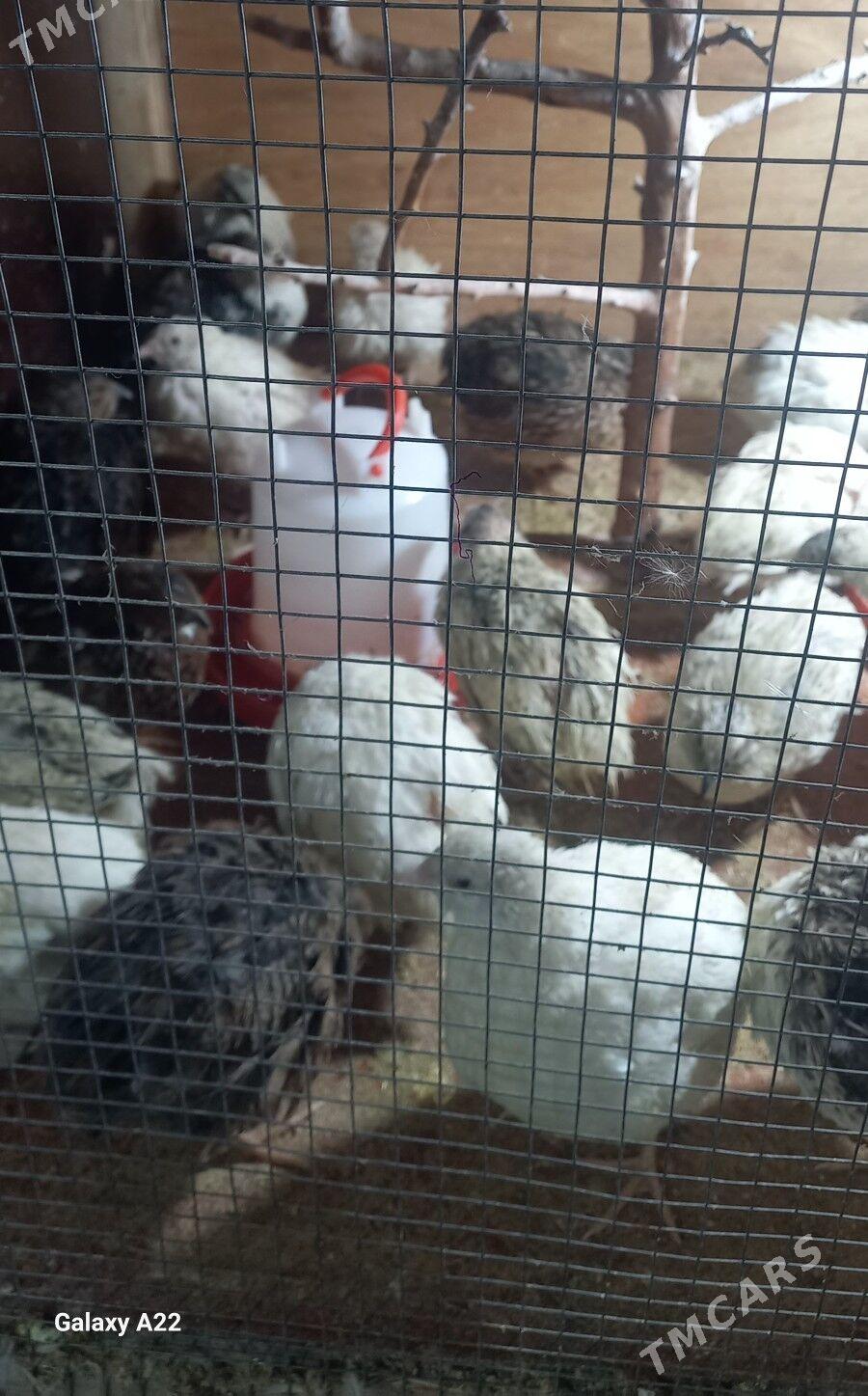 Bedene guş - Багир - img 1