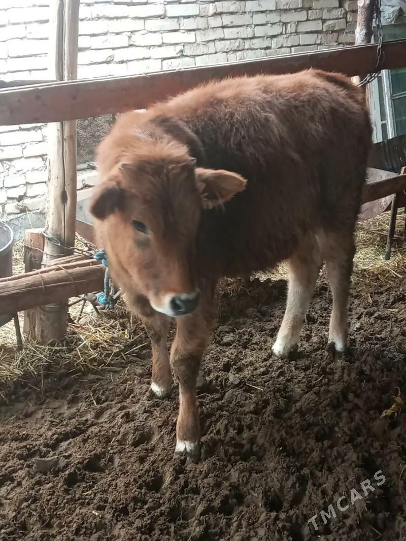 gunajyn - Сакар - img 1