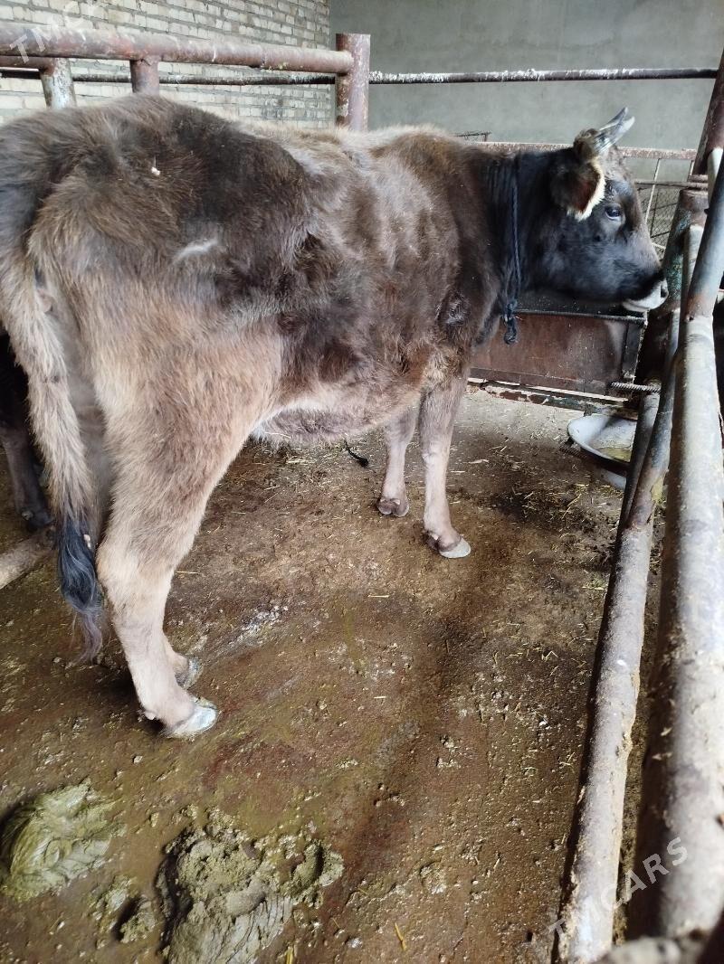 Tüwe - Bäherden - img 1