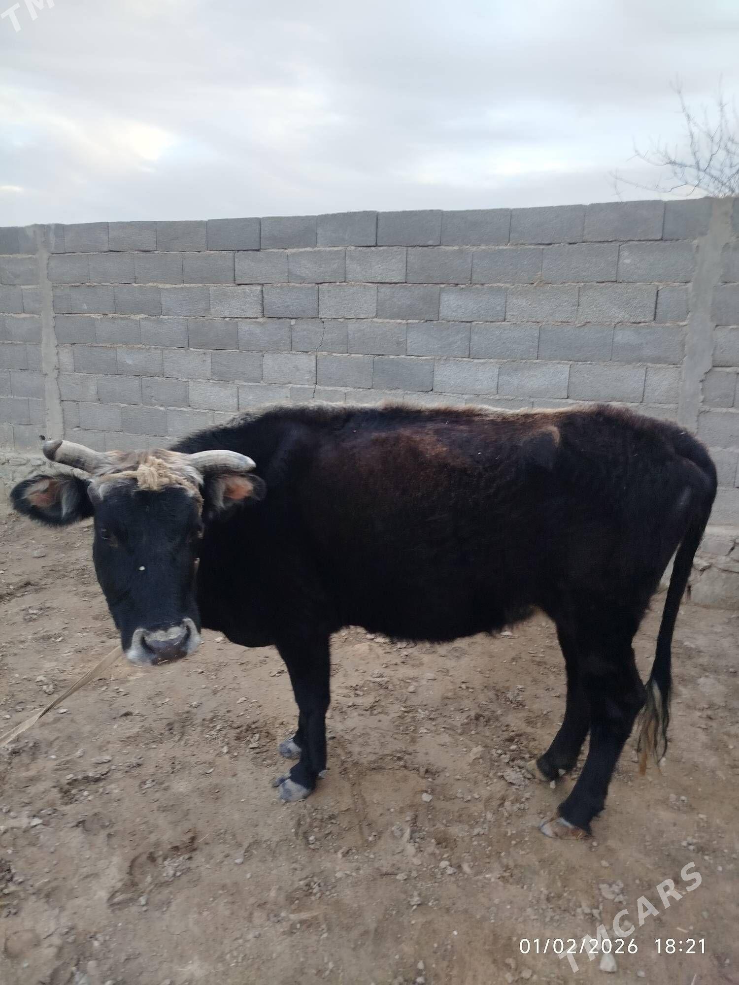 Bogaz Sygyr - Берекет - img 1