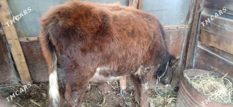 унажын - Çärjew - img 1