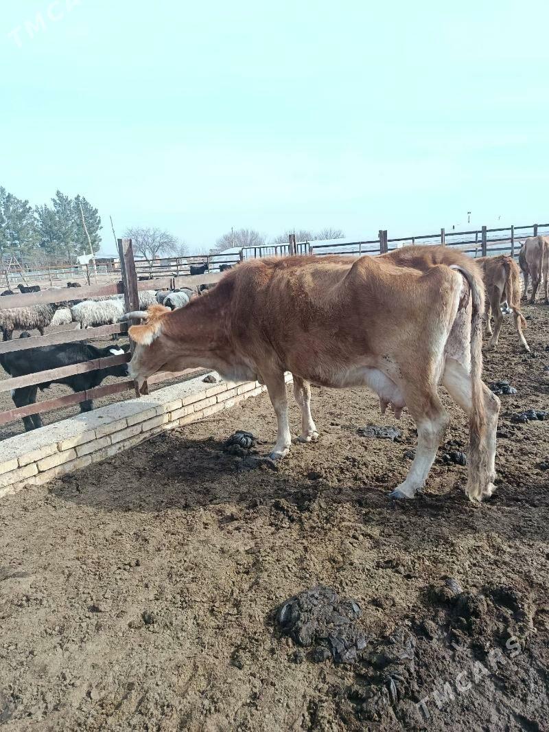 Göleli sygyr - Огуз хан - img 1