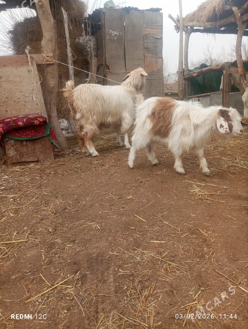 owlakly geçi - Farap - img 1