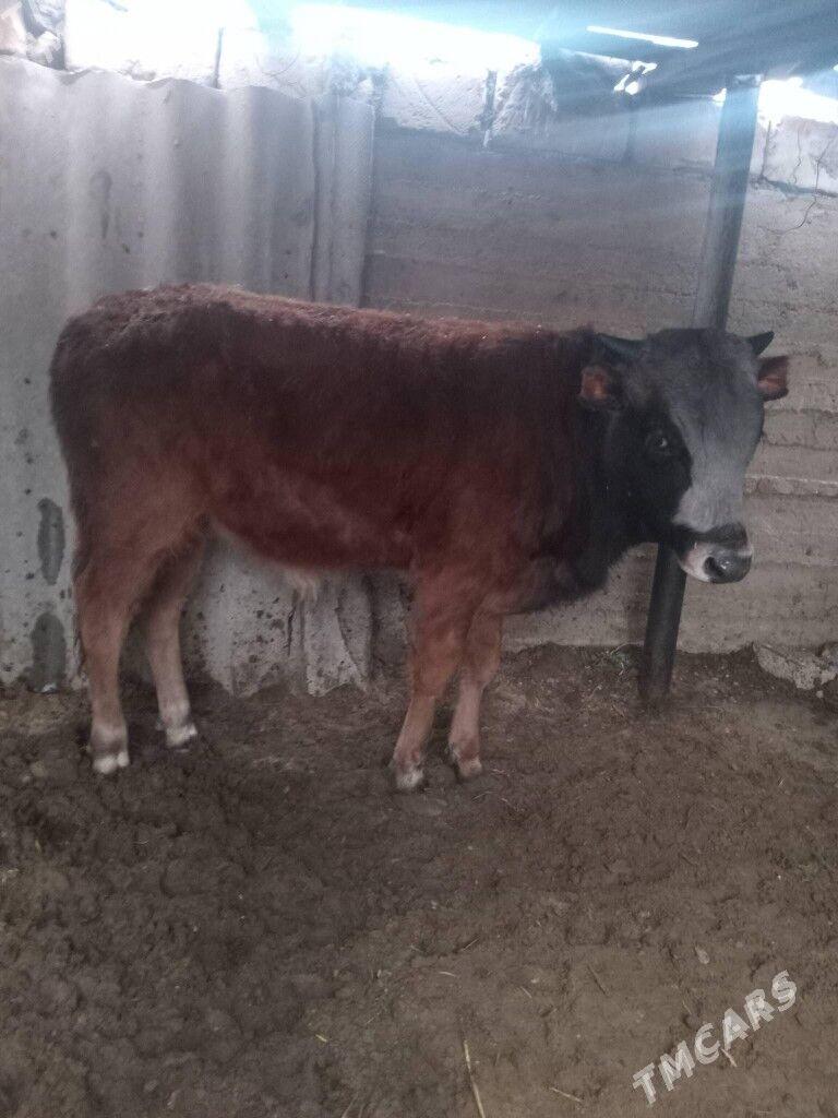 öküz - Aşgabat - img 1