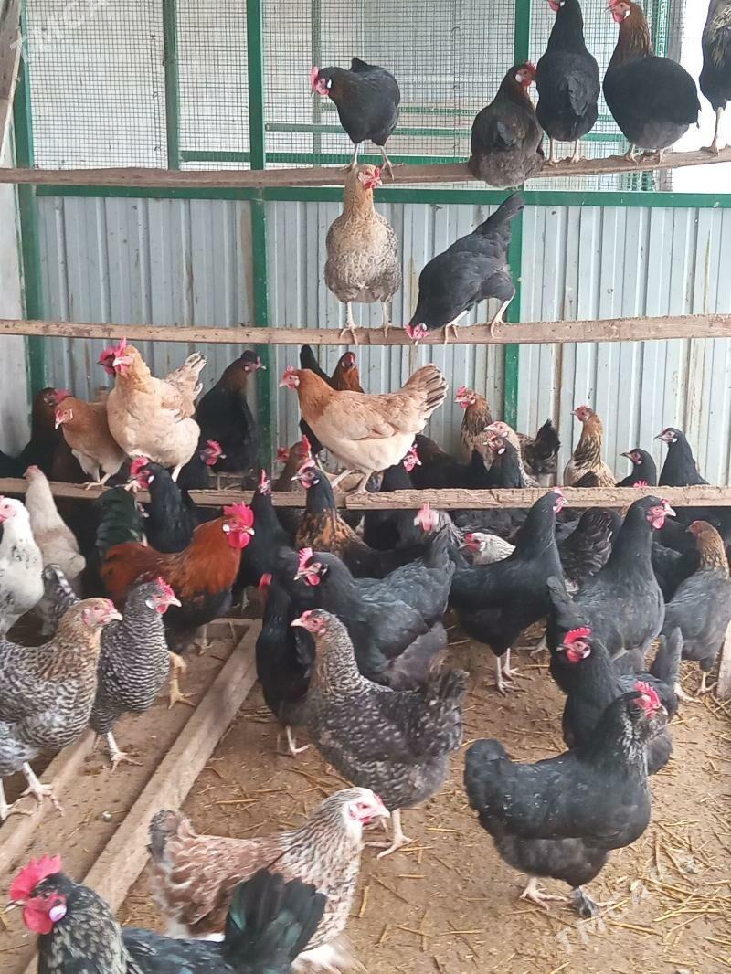 Towuk - Türkmenabat - img 1