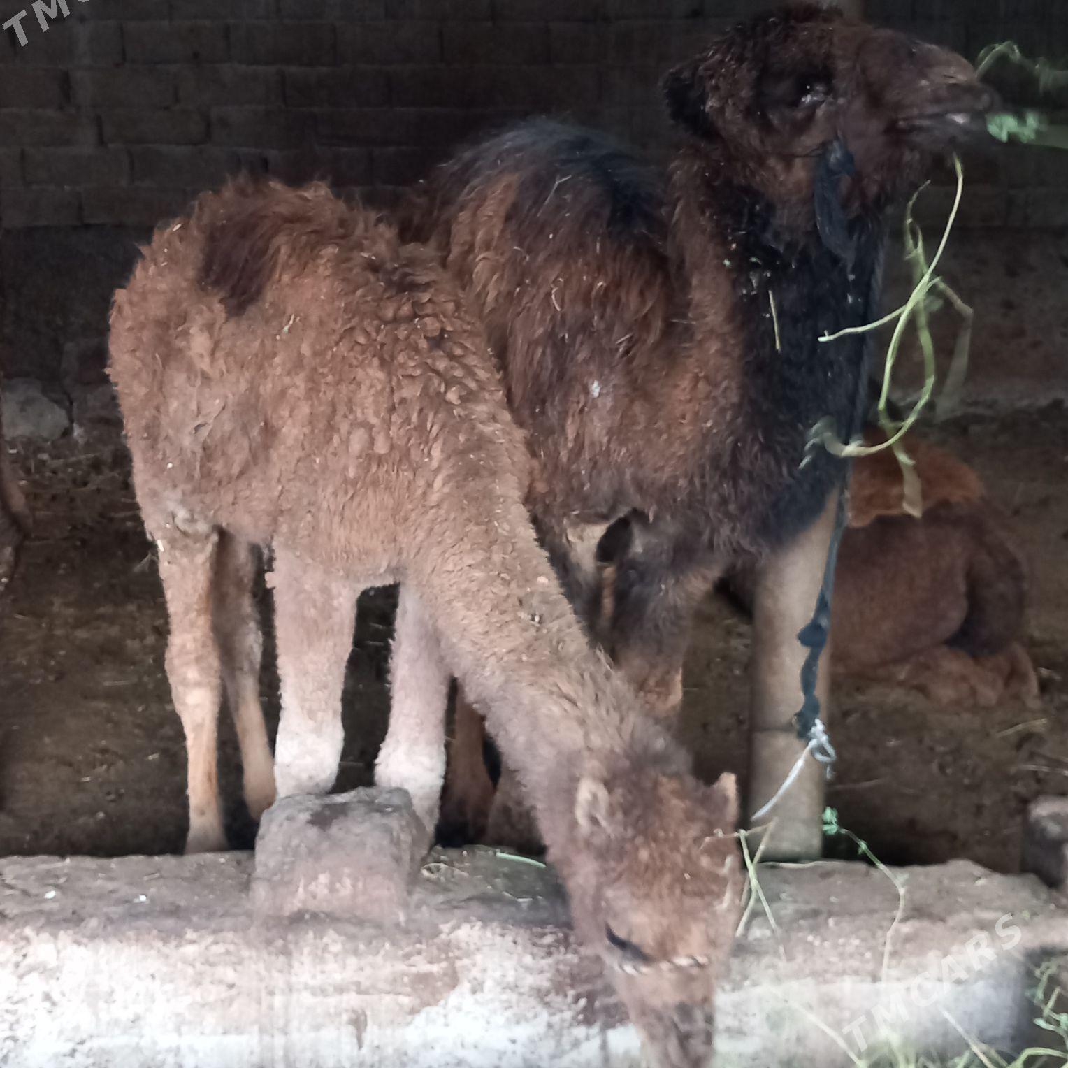 torumjyk. - Ак-Бугдайский этрап - img 1