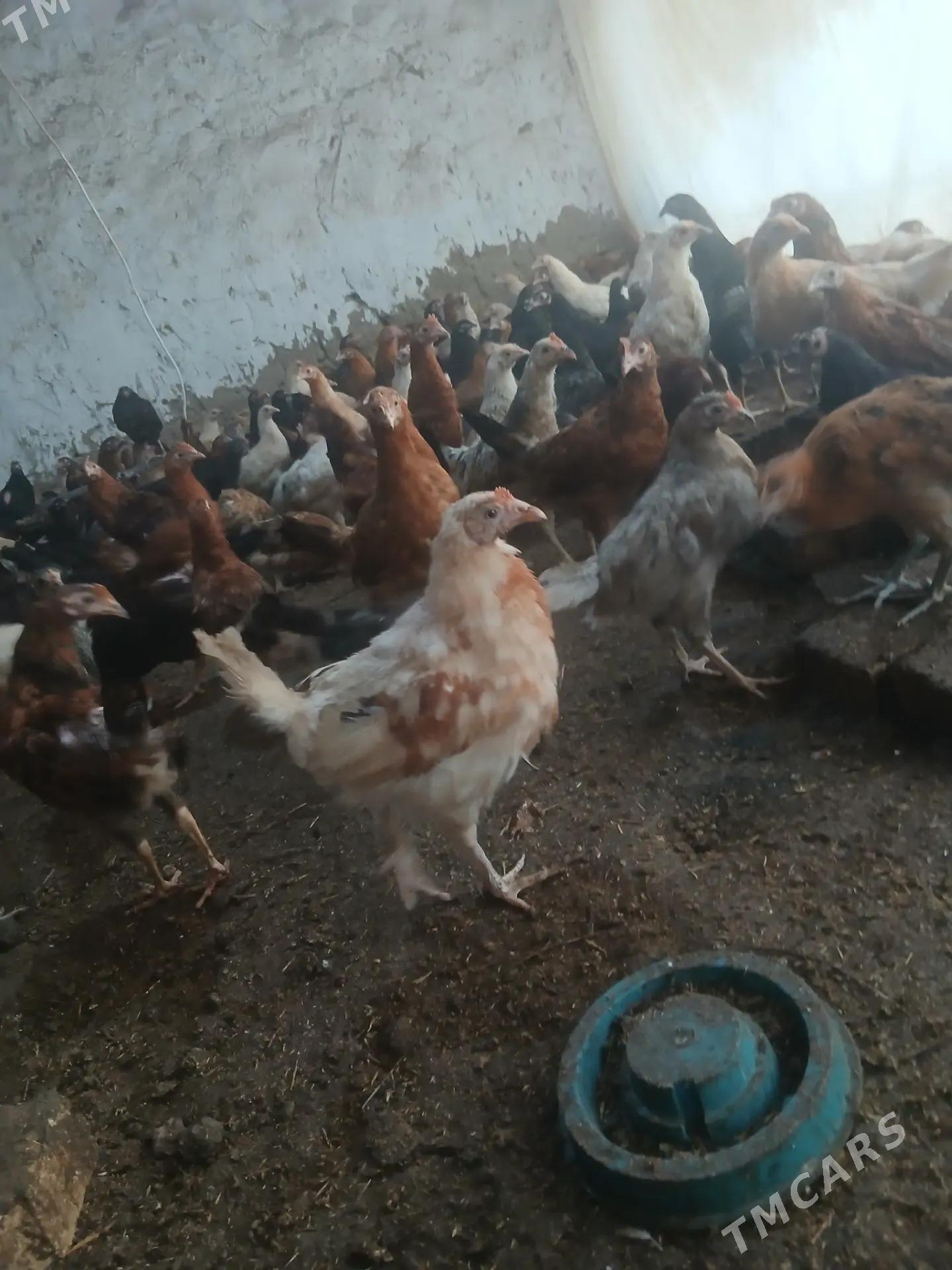 Juyje - Murgap - img 1