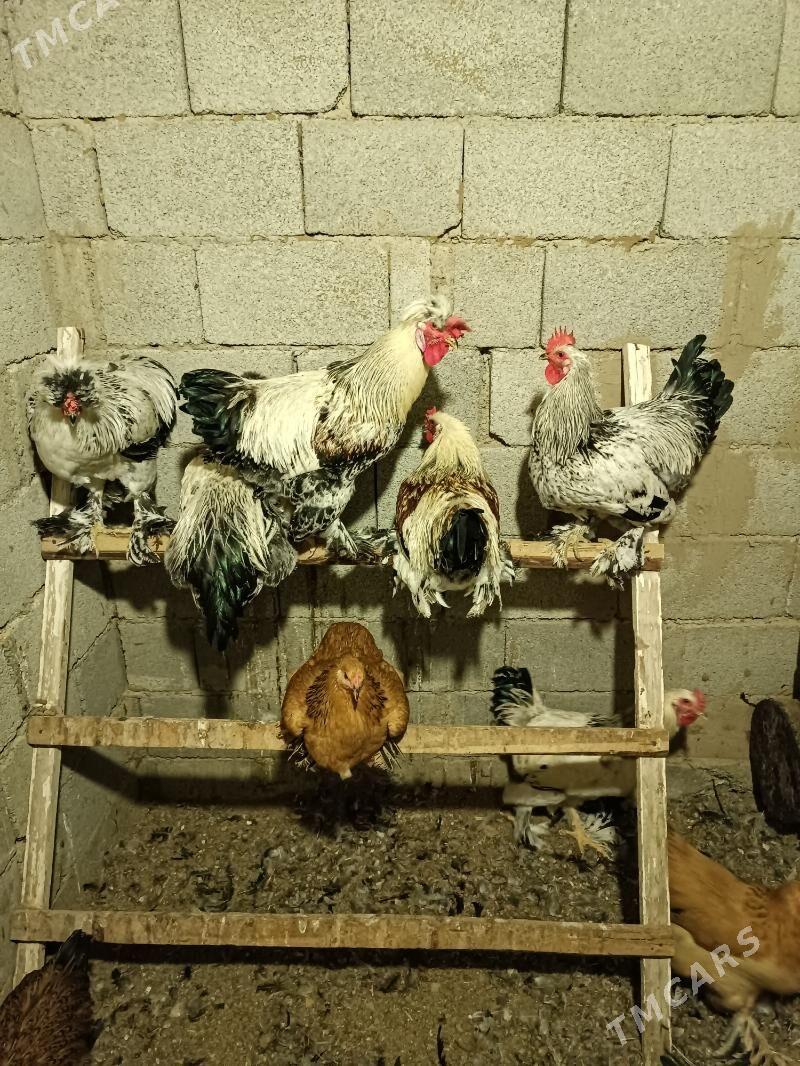 Brama balgar - Bagyr - img 1