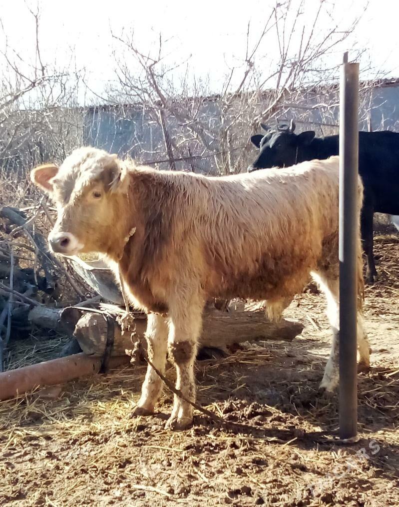 Gibrit Tohum Öküz - Gökdepe - img 1