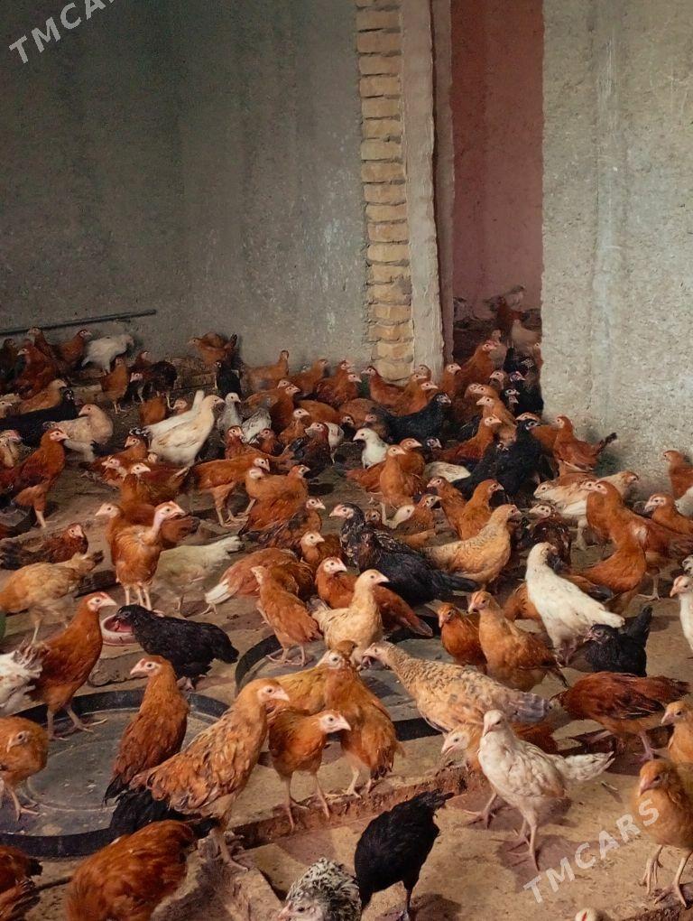 juyje - Гёкдепе - img 1