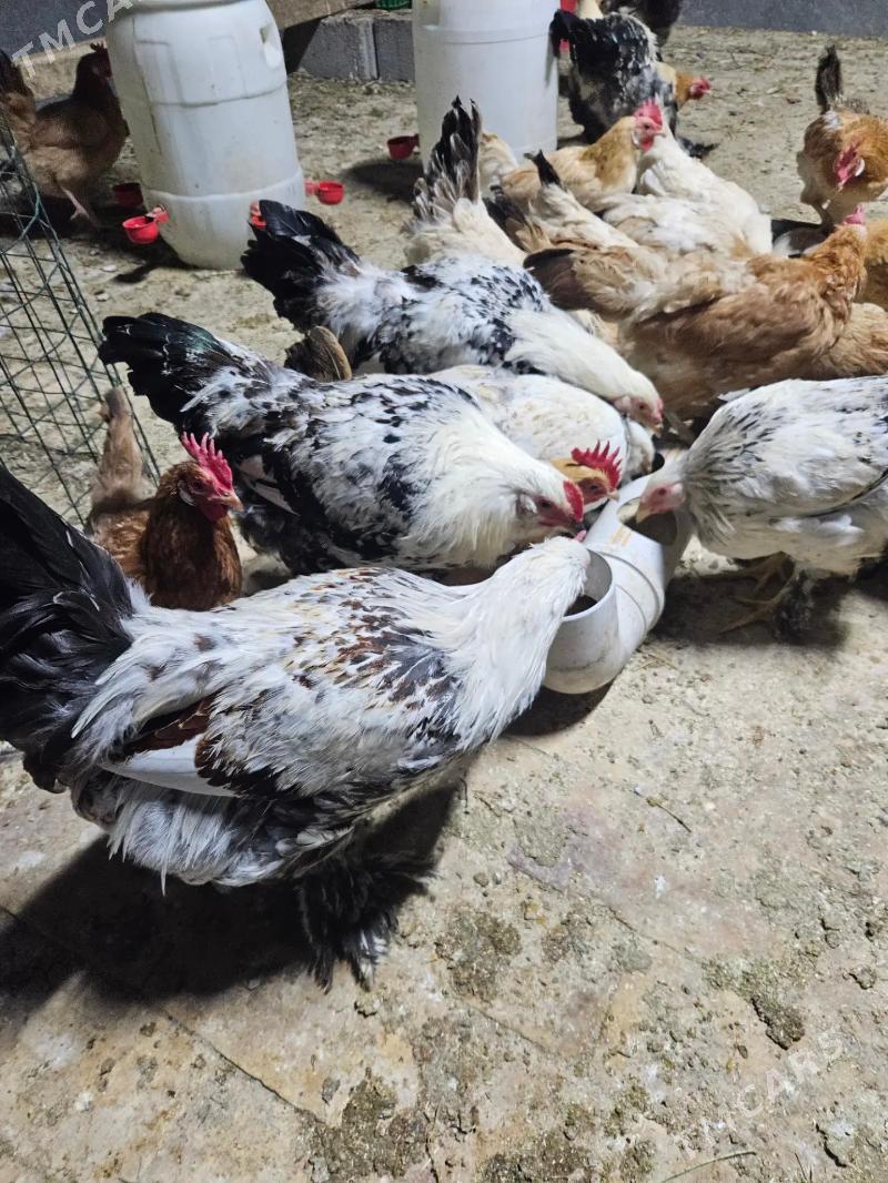 balgar - Kaka - img 1