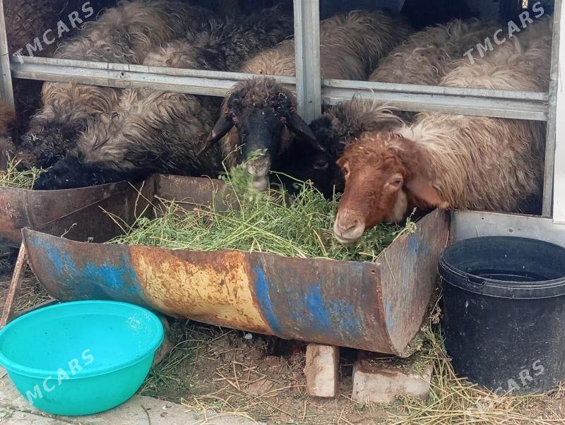 bakylan goyun,guzuly goyun - Aşgabat - img 1