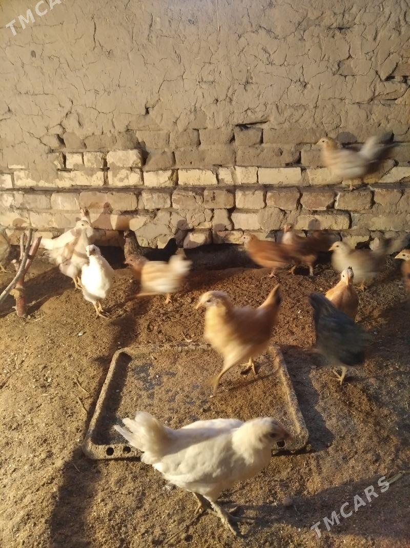 towuk jüýje - Мургап - img 1