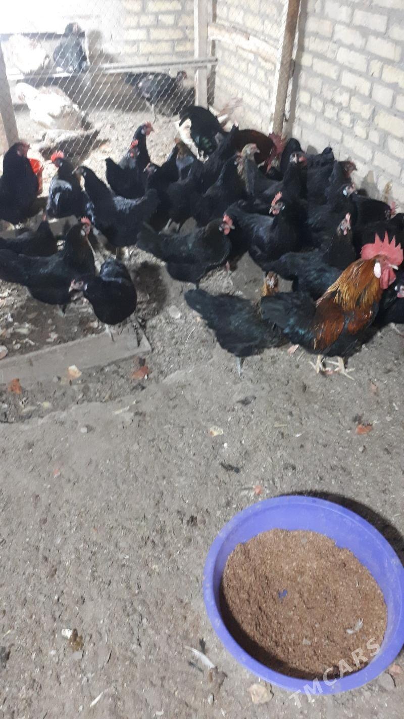 ataks tovugyn tohumy satlyk - Türkmenabat - img 1