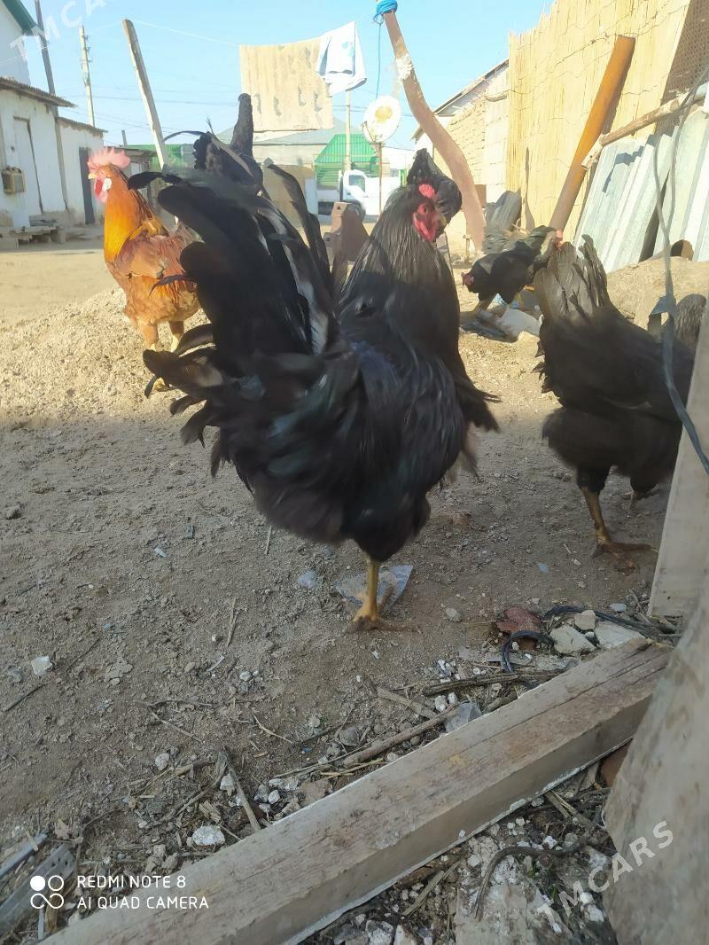 Towuk - Анев - img 1