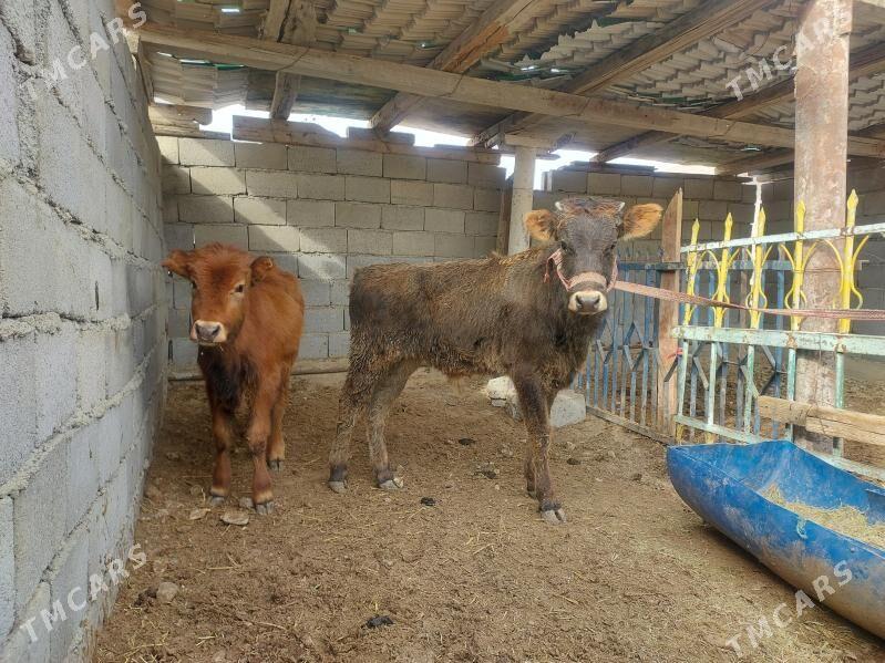 okuz - Balkanabat - img 1