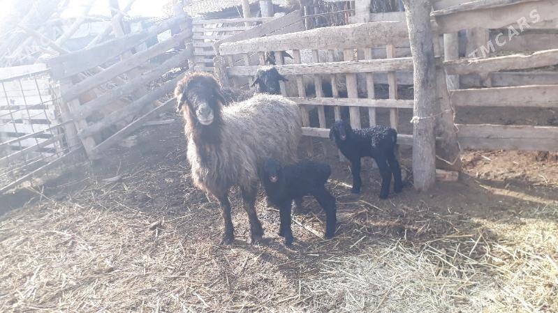 Guzly Goýun Ekiz - Babadaýhan - img 1