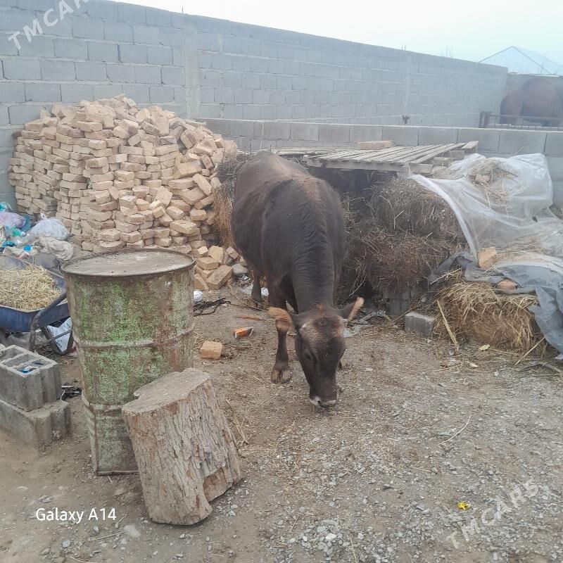 sygyr - Bäherden - img 1