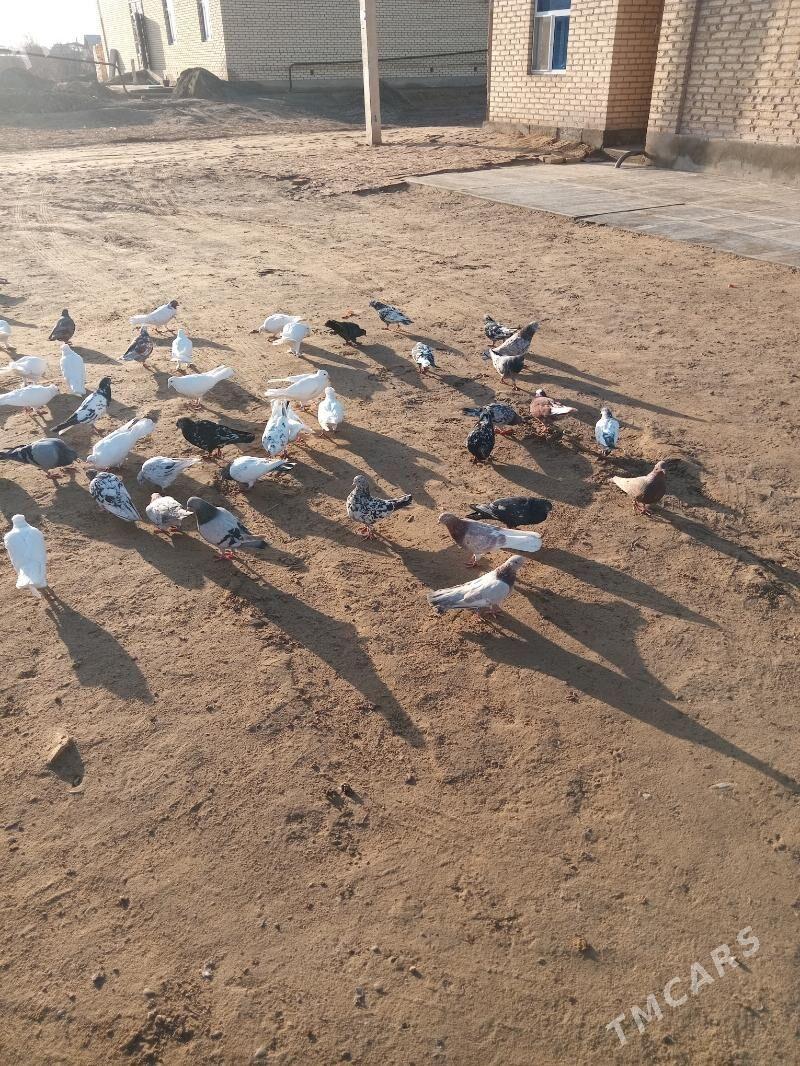 kepderi - Sakarçäge - img 1